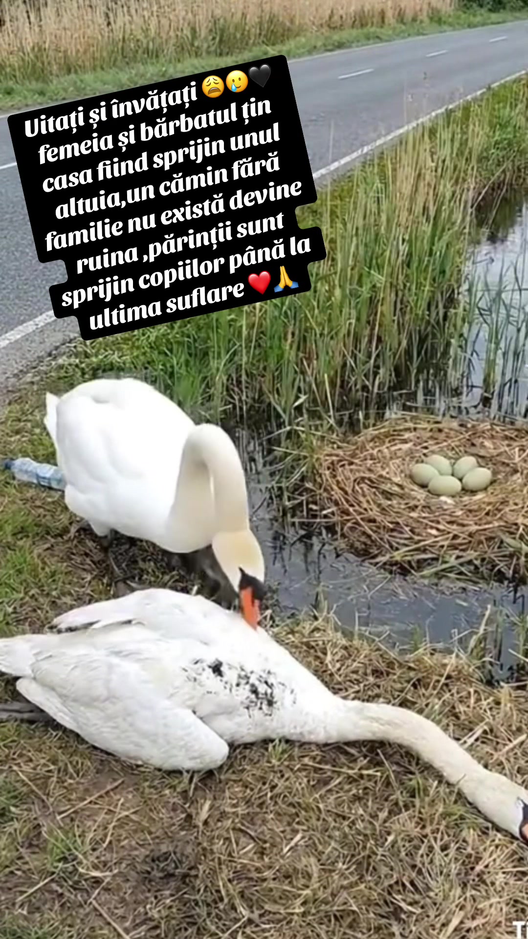 @FeliciaMoldoveanca77