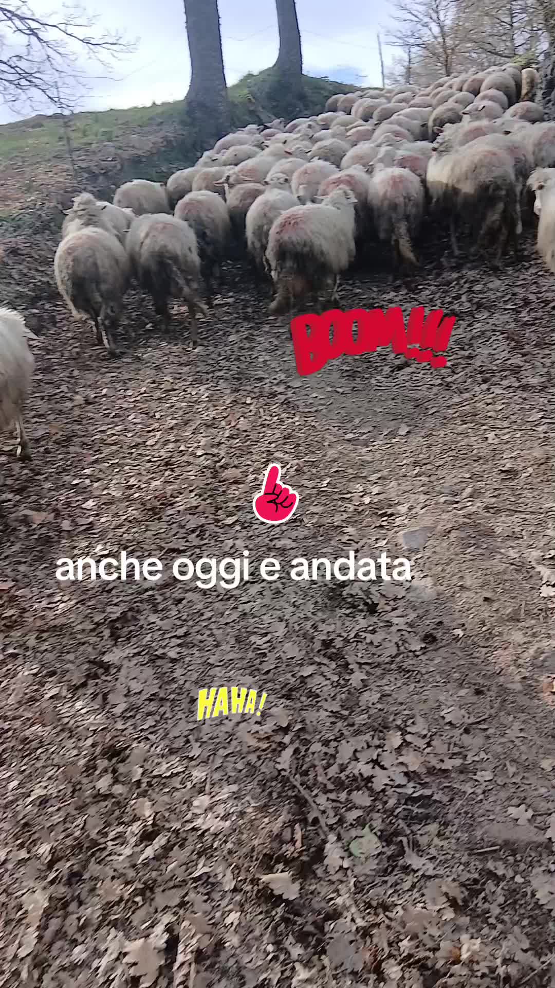 @nuvoli1979