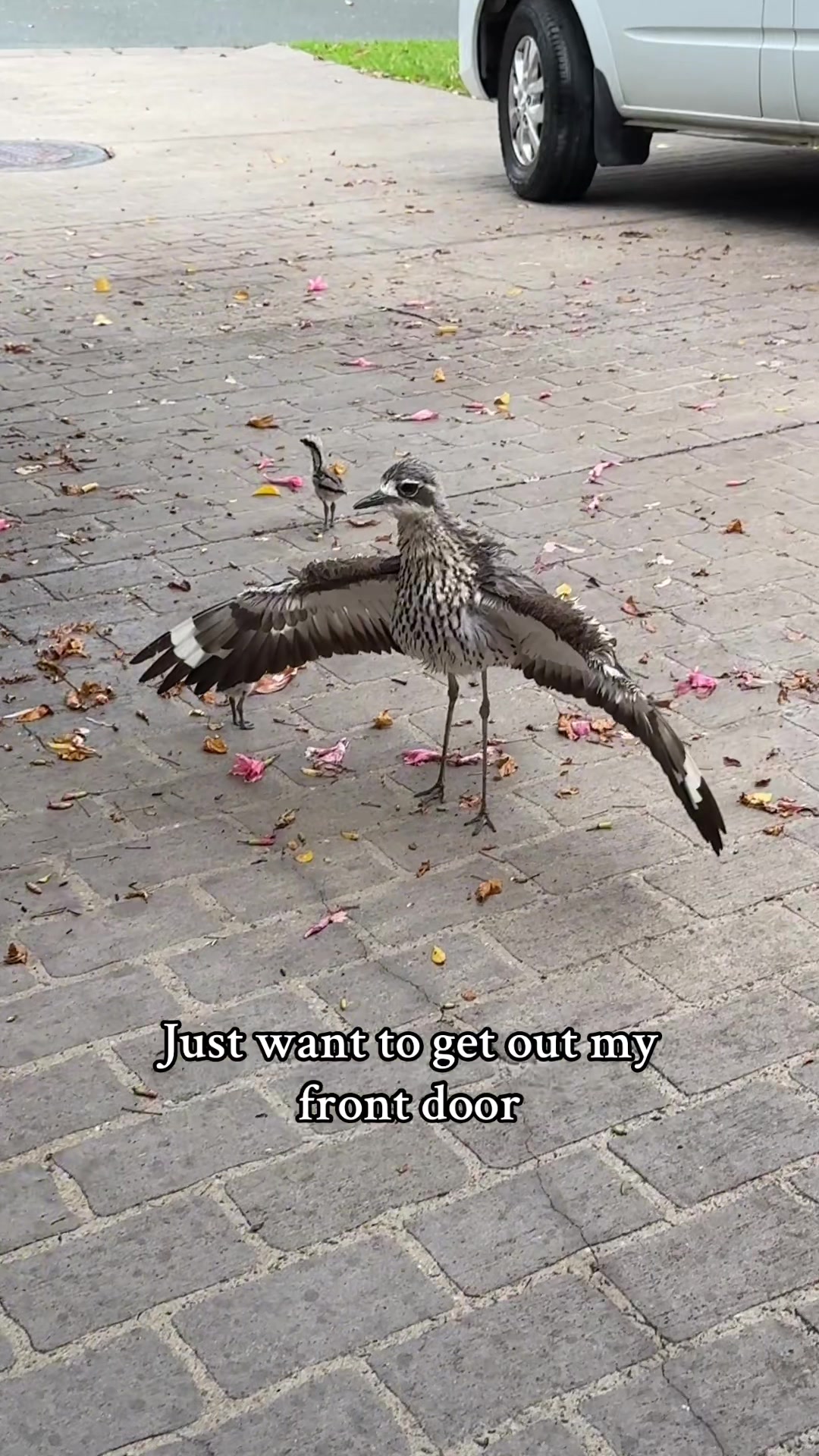 @V Aussie
