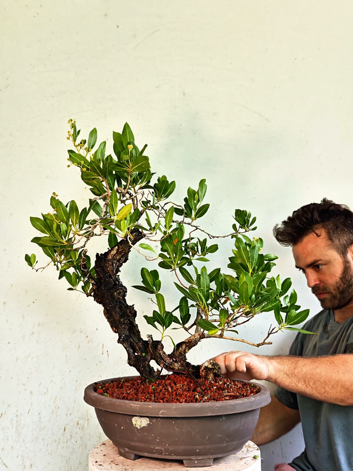 @Bryan Loves Bonsai