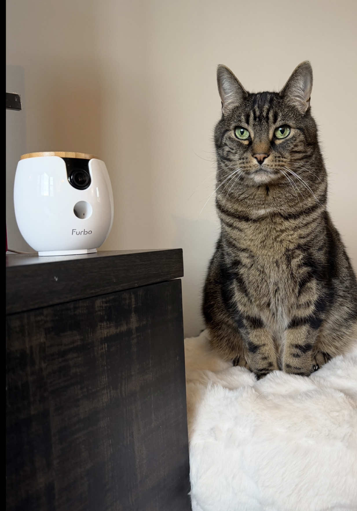 @Milo The Chonk