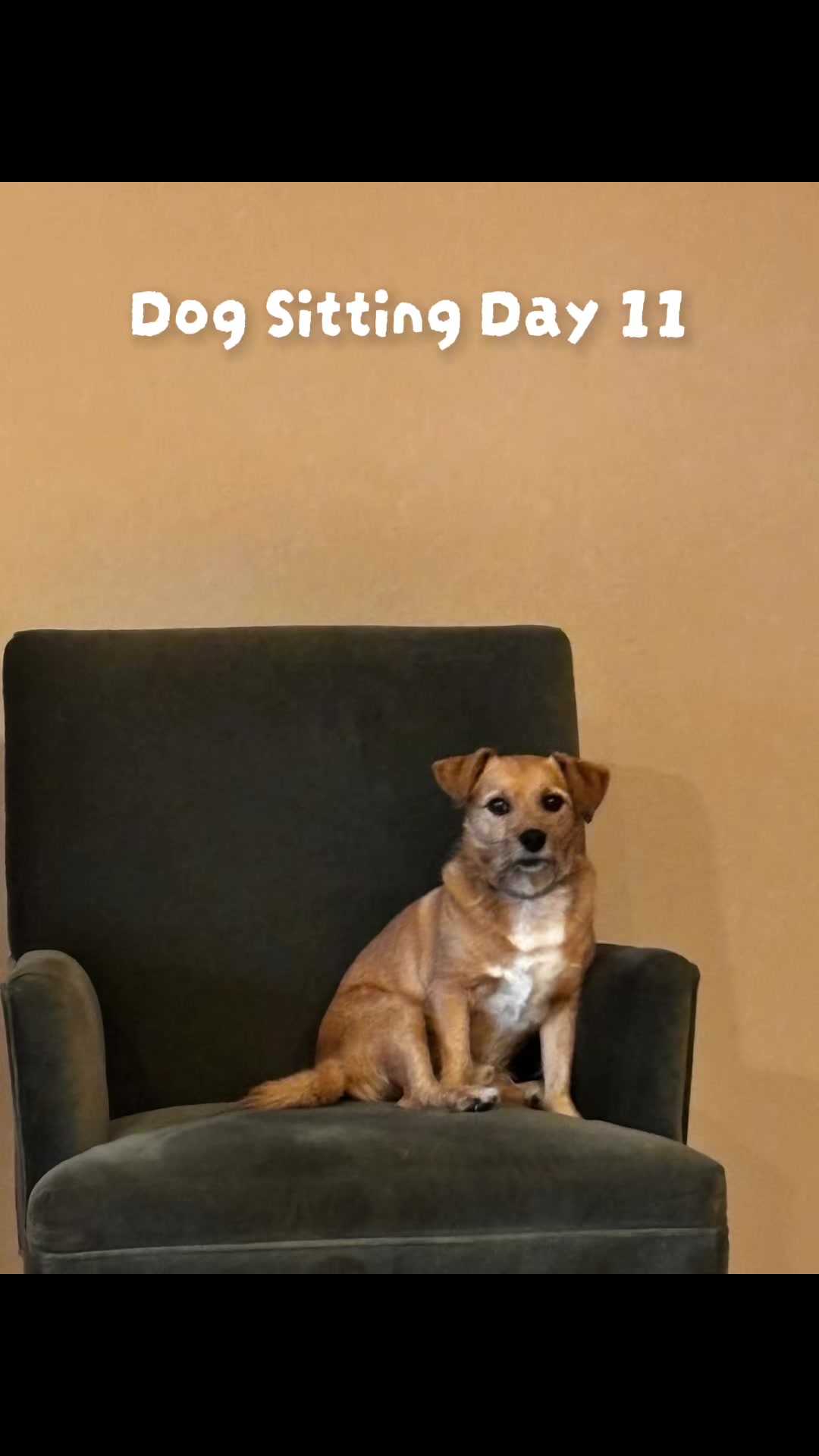 @LittleDog&Bogie