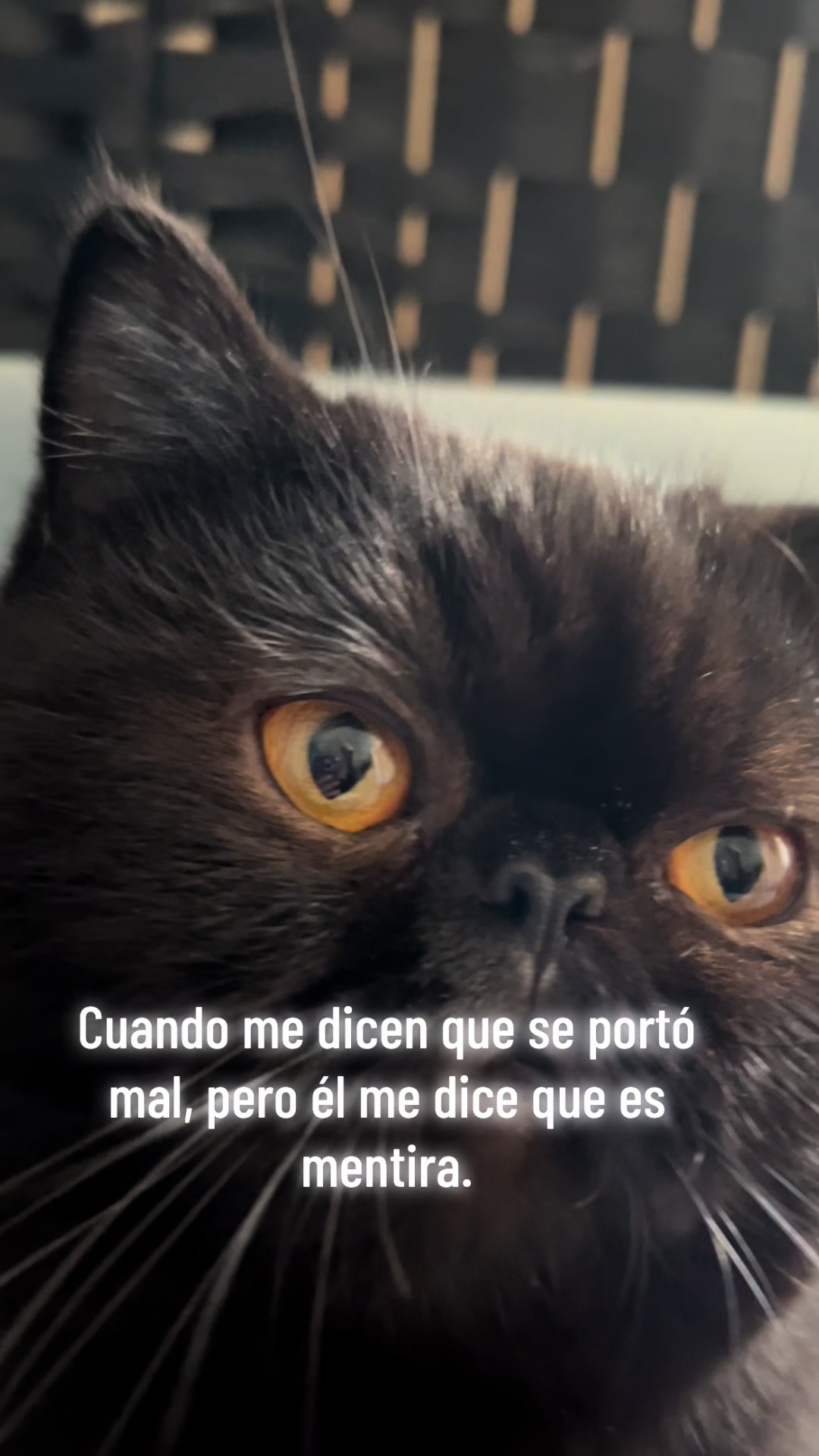 @Chat&Oro