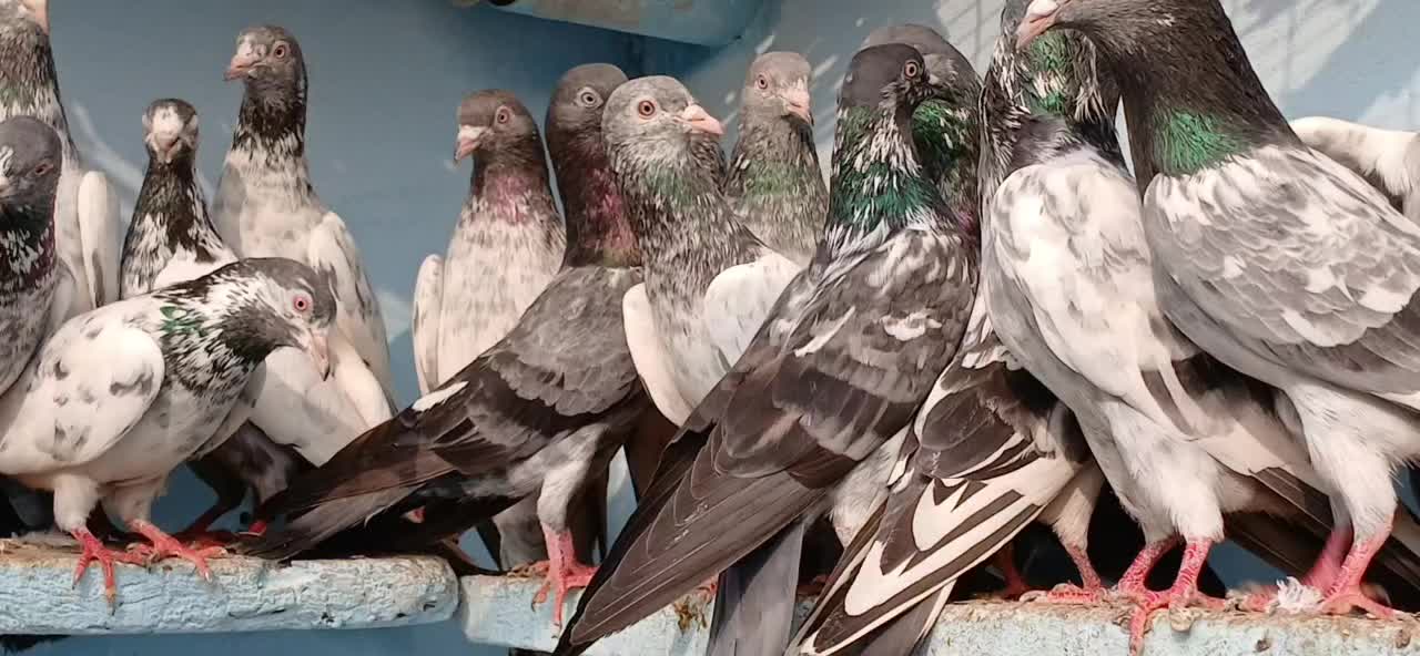 @Ranakasuripigeon