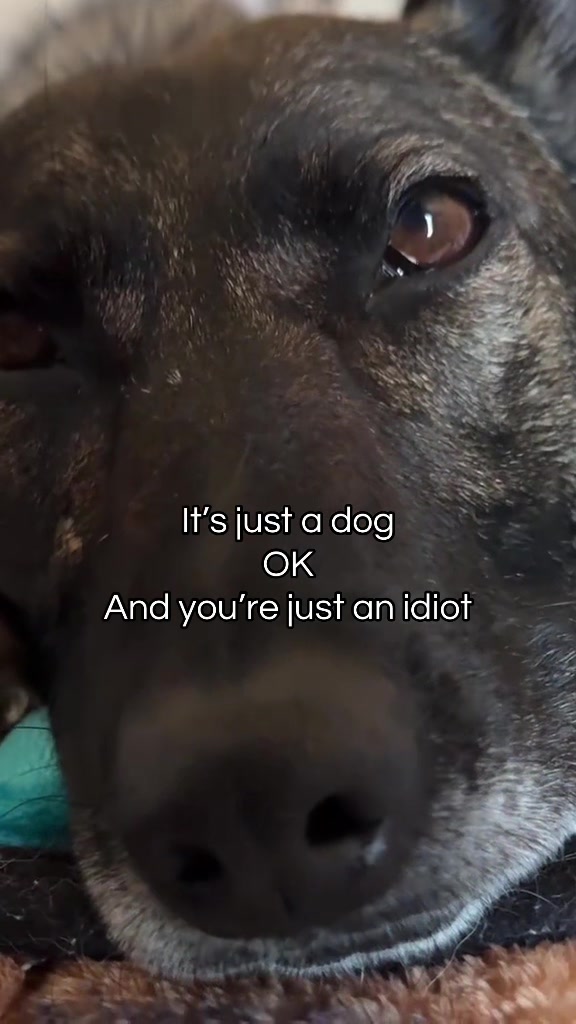 @K9 Dina