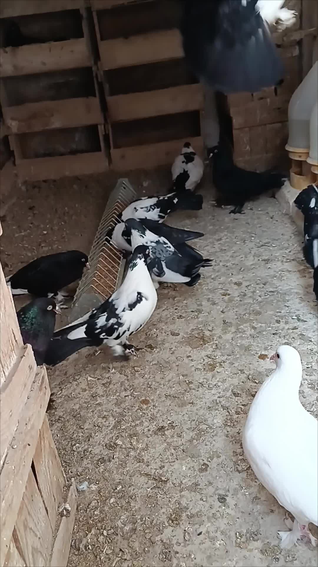 @ᴍᴜsᴛᴀғᴀ ᴄᴀᴍᴜʀʀ