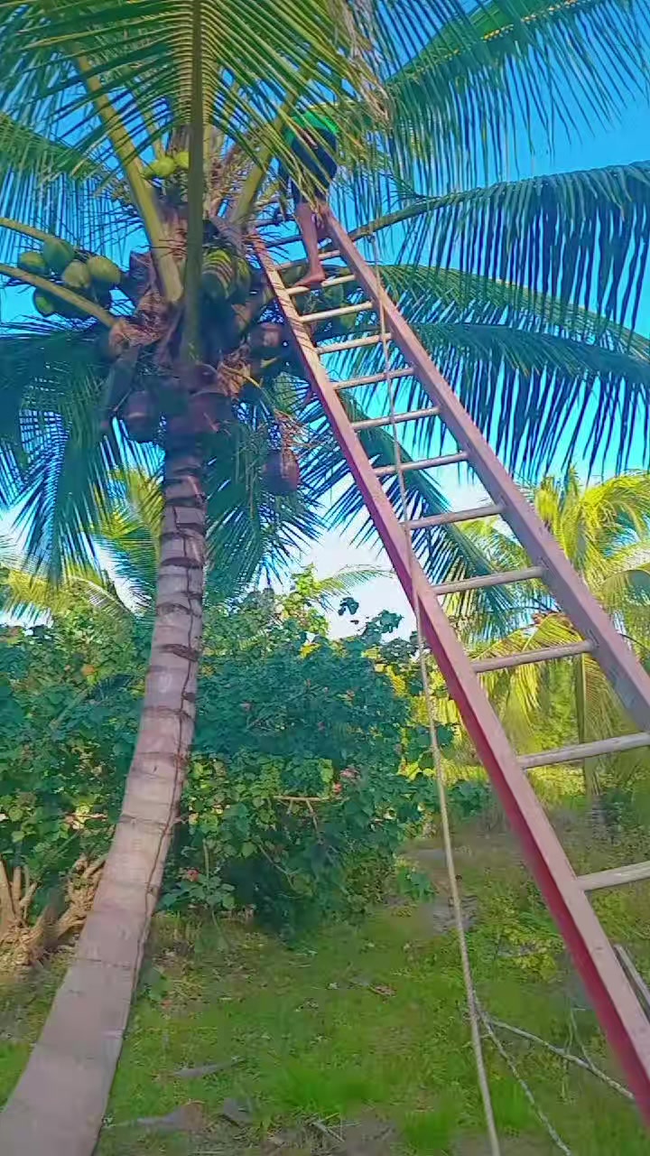 @Young Tiger Cold Coconuts🥥🌴