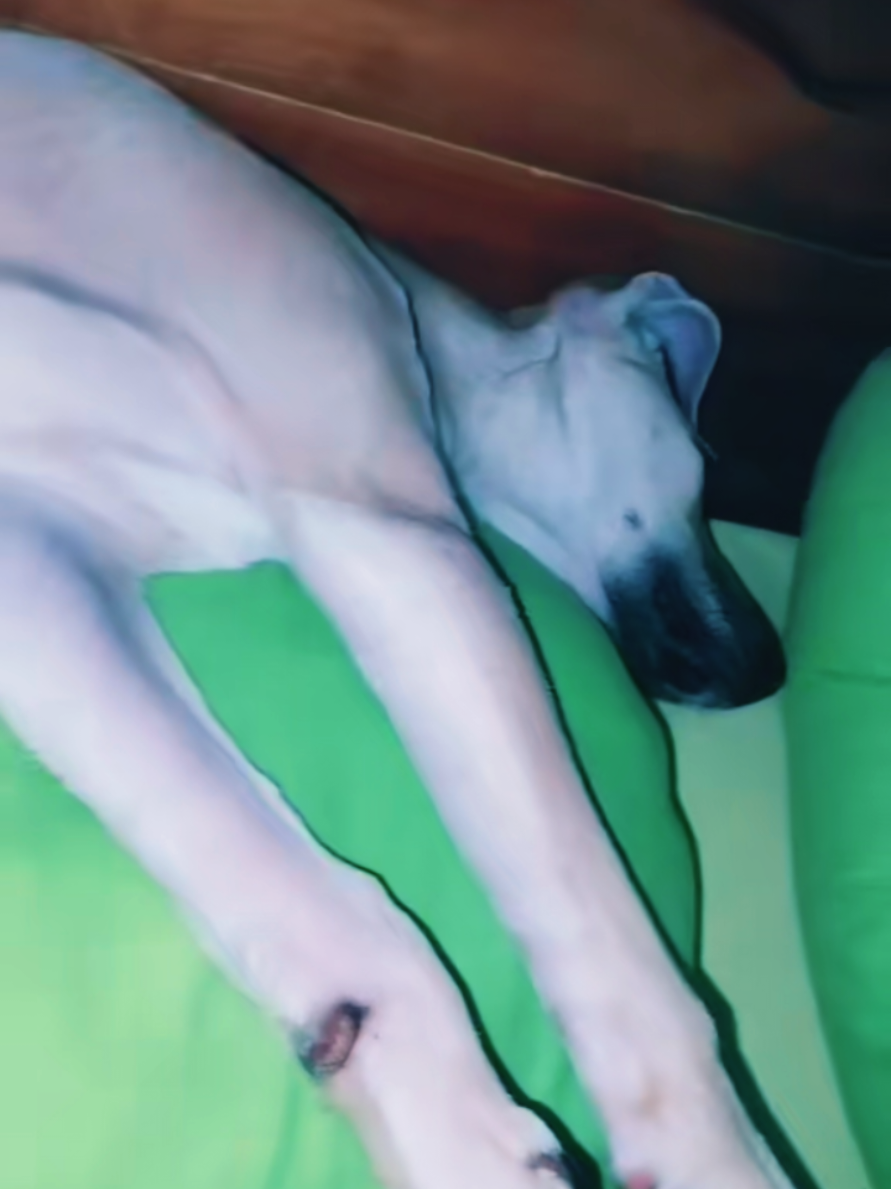 @Timmy's