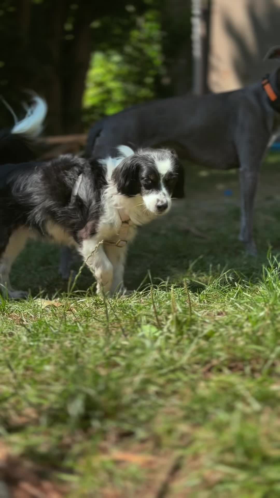 @Olesia &bull; Hundezentrum Lapki