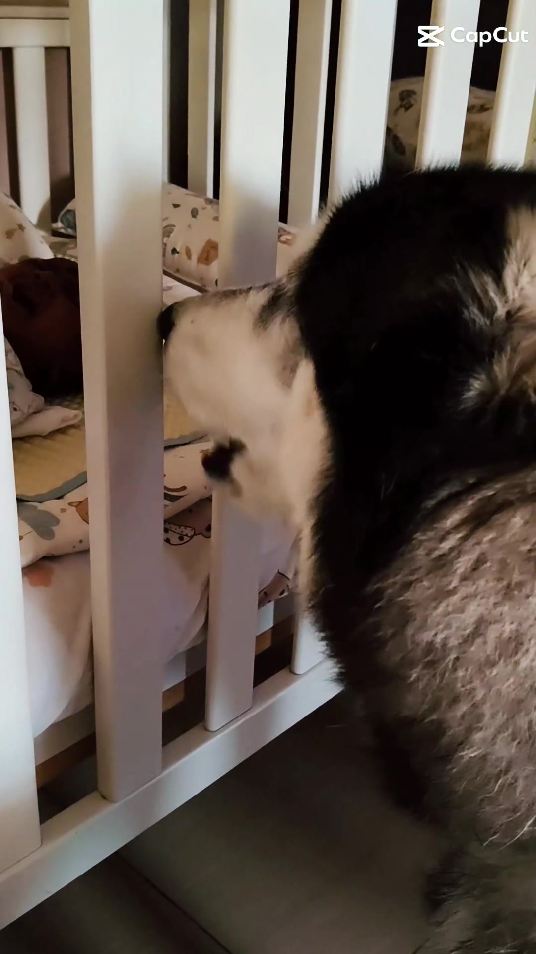 @TobbyMishika_TheHusky