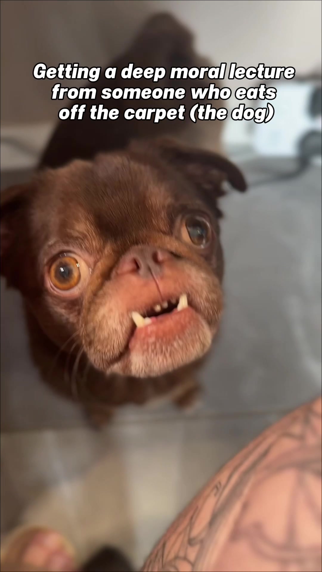 @ChilliThePug