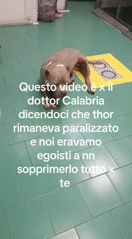 @Thor alessandra Simone
