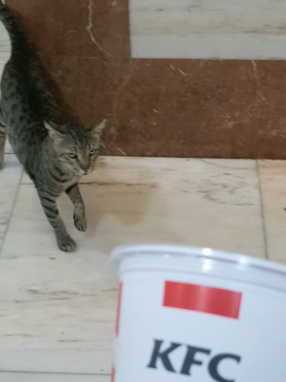 @🐾Feeding Stray Cats Daily🐈⬛