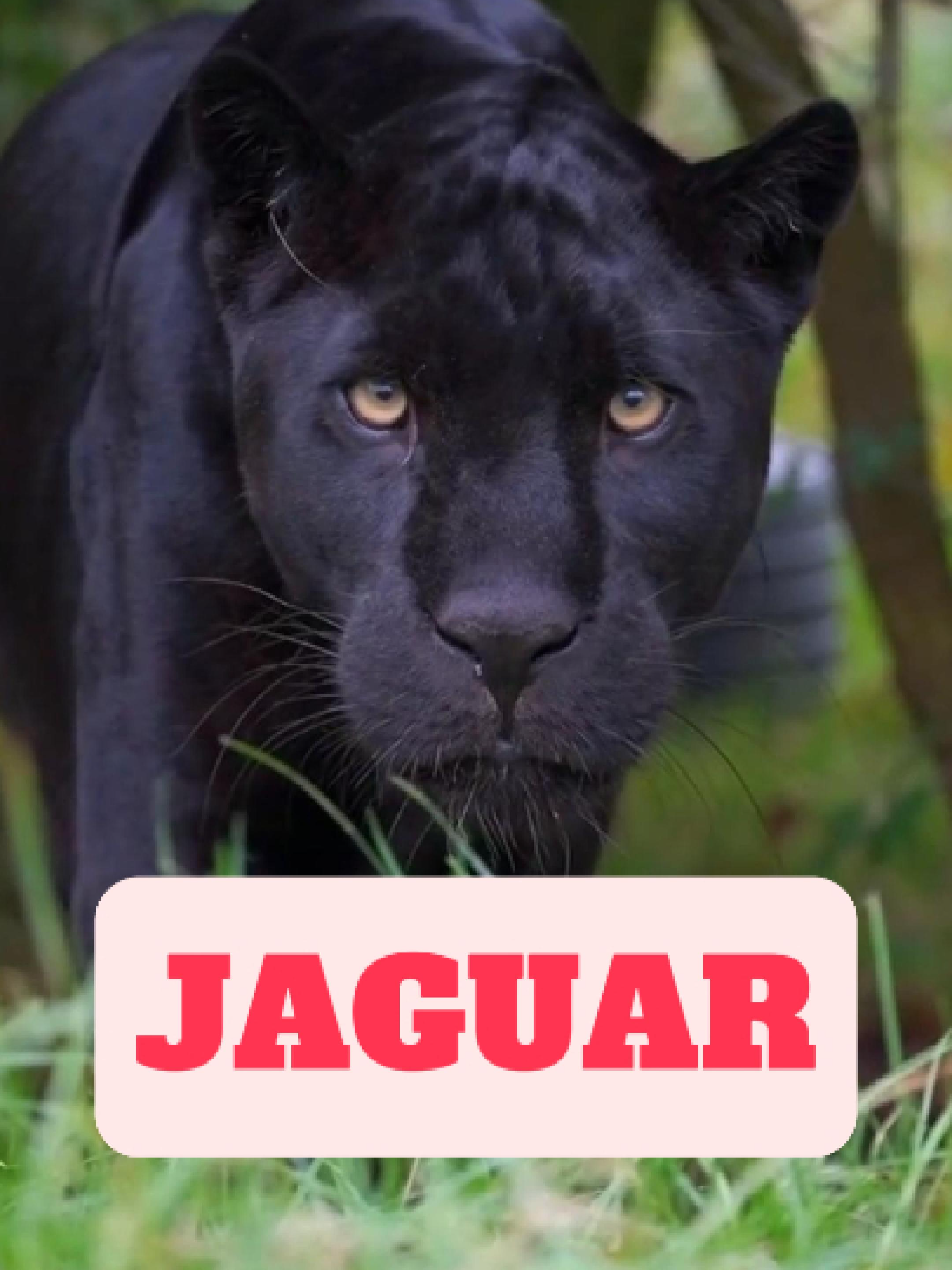 @WildlifeWonderTV Animal Facts