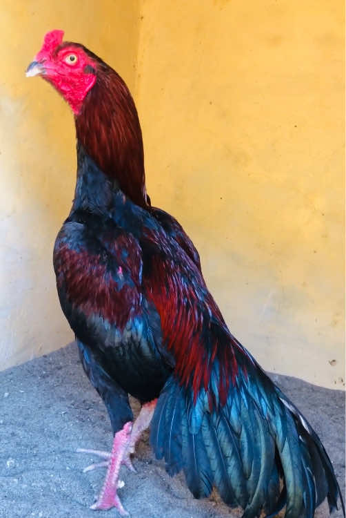 @Poultry Markaz