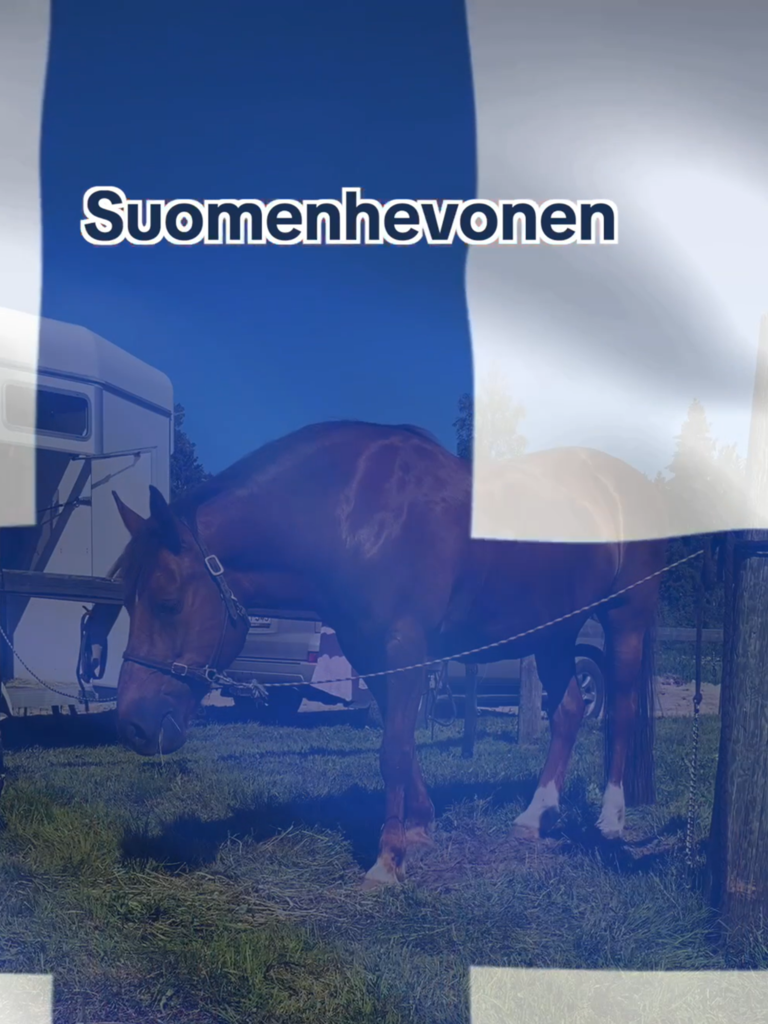 @Suomen Hippos ry