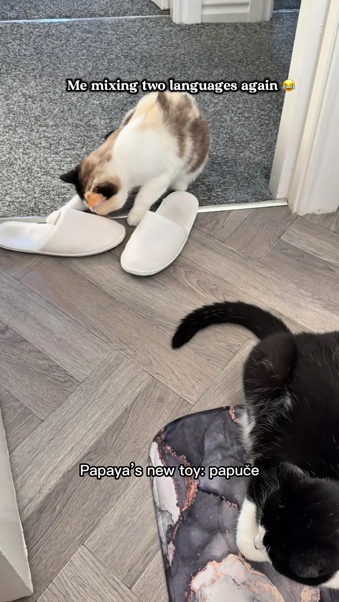 @slavic_cat_mum
