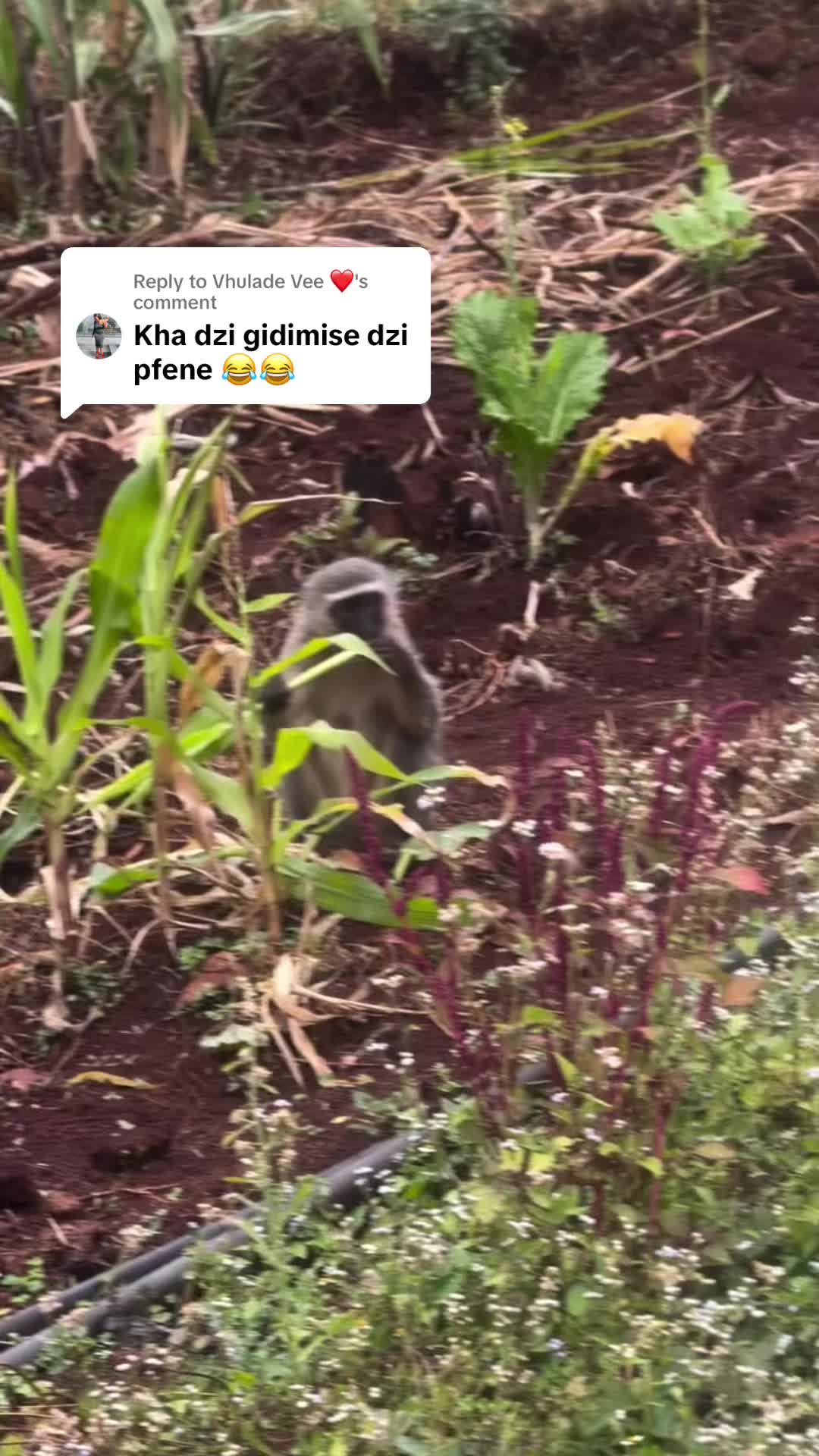 @itscindytembo
