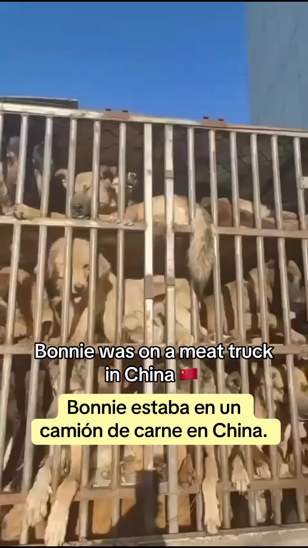 @Galgos del Sol