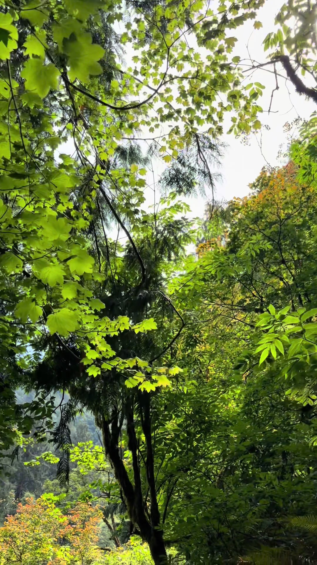 @oregonskyveek