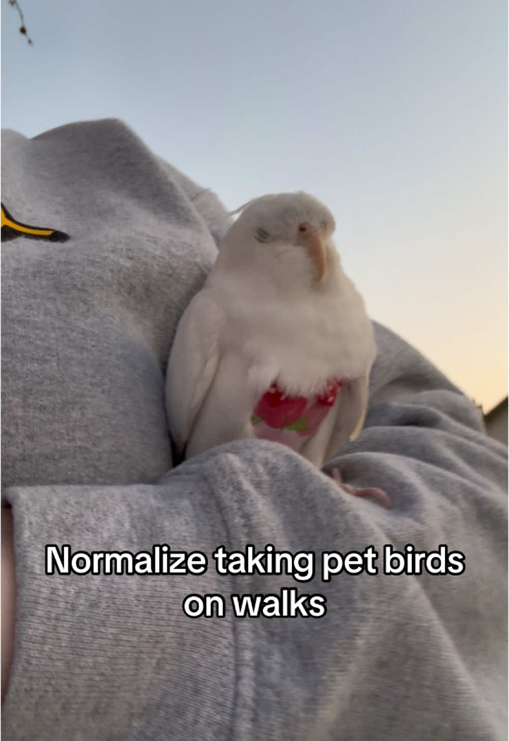 @sipandsquawk