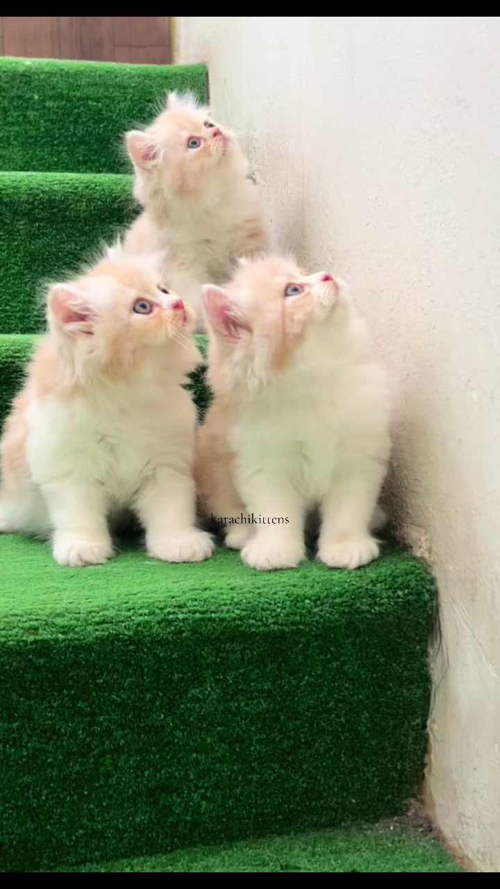 @karachikittens