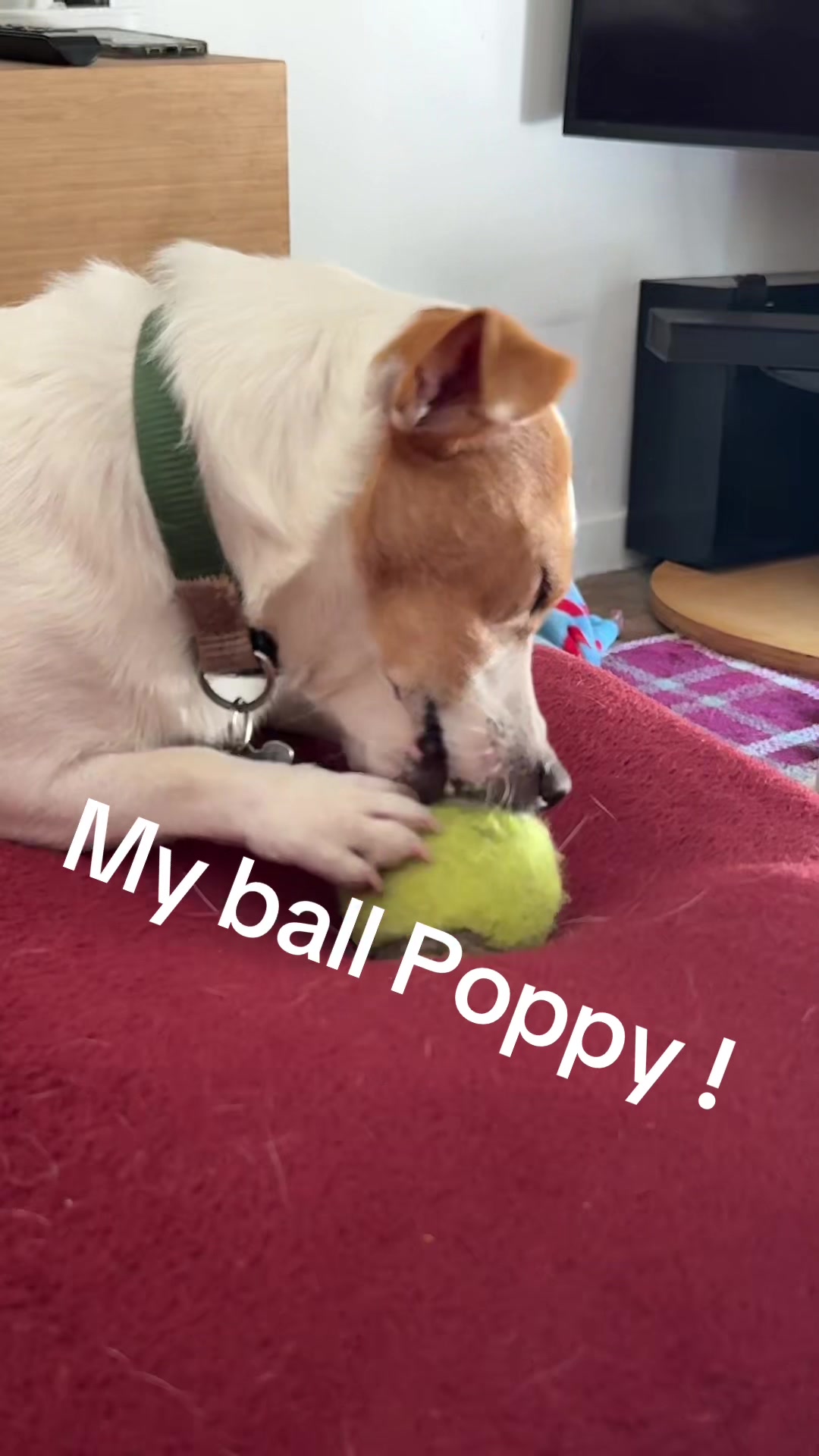 @spirit_and_paw