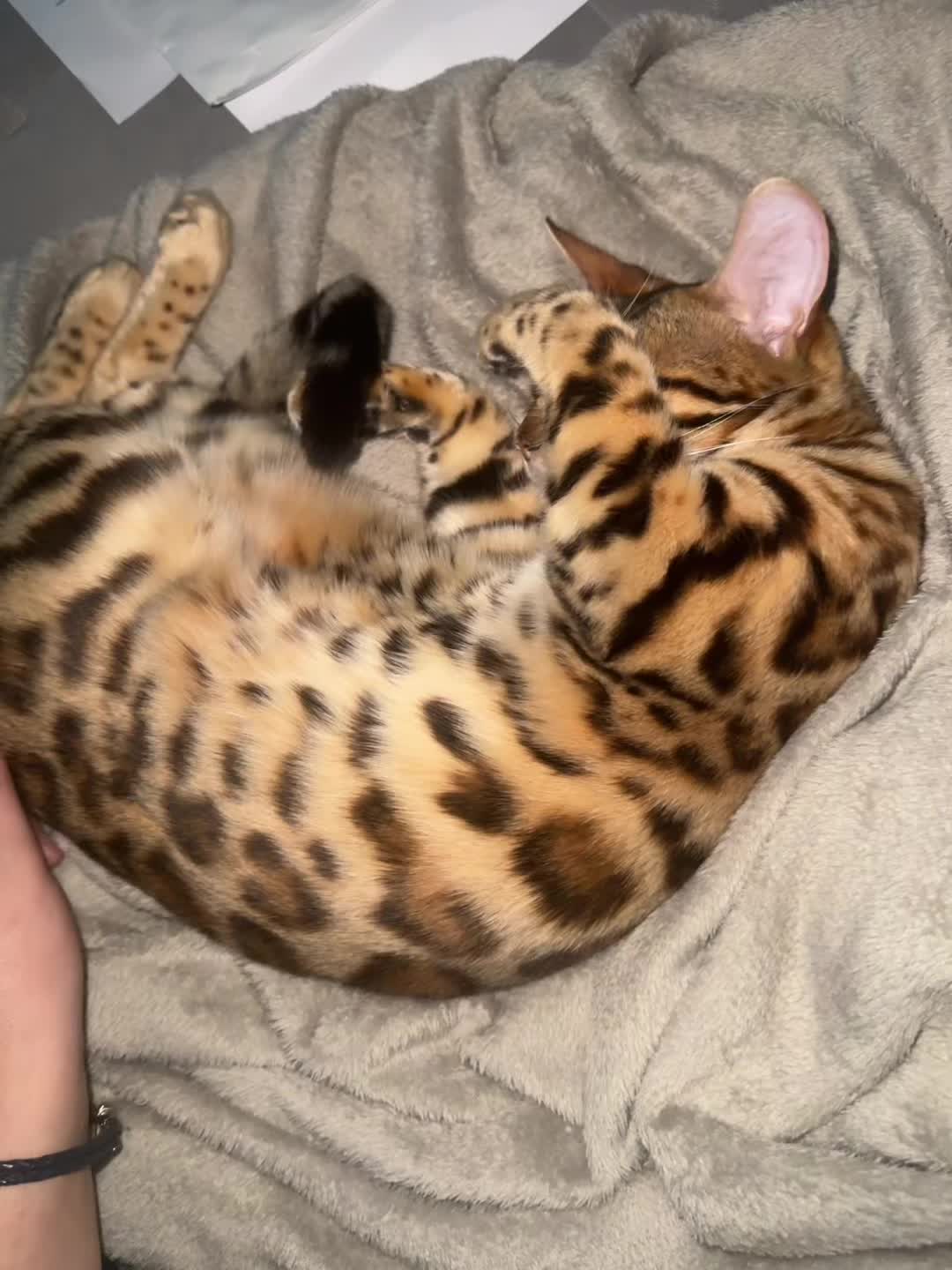 @🧸