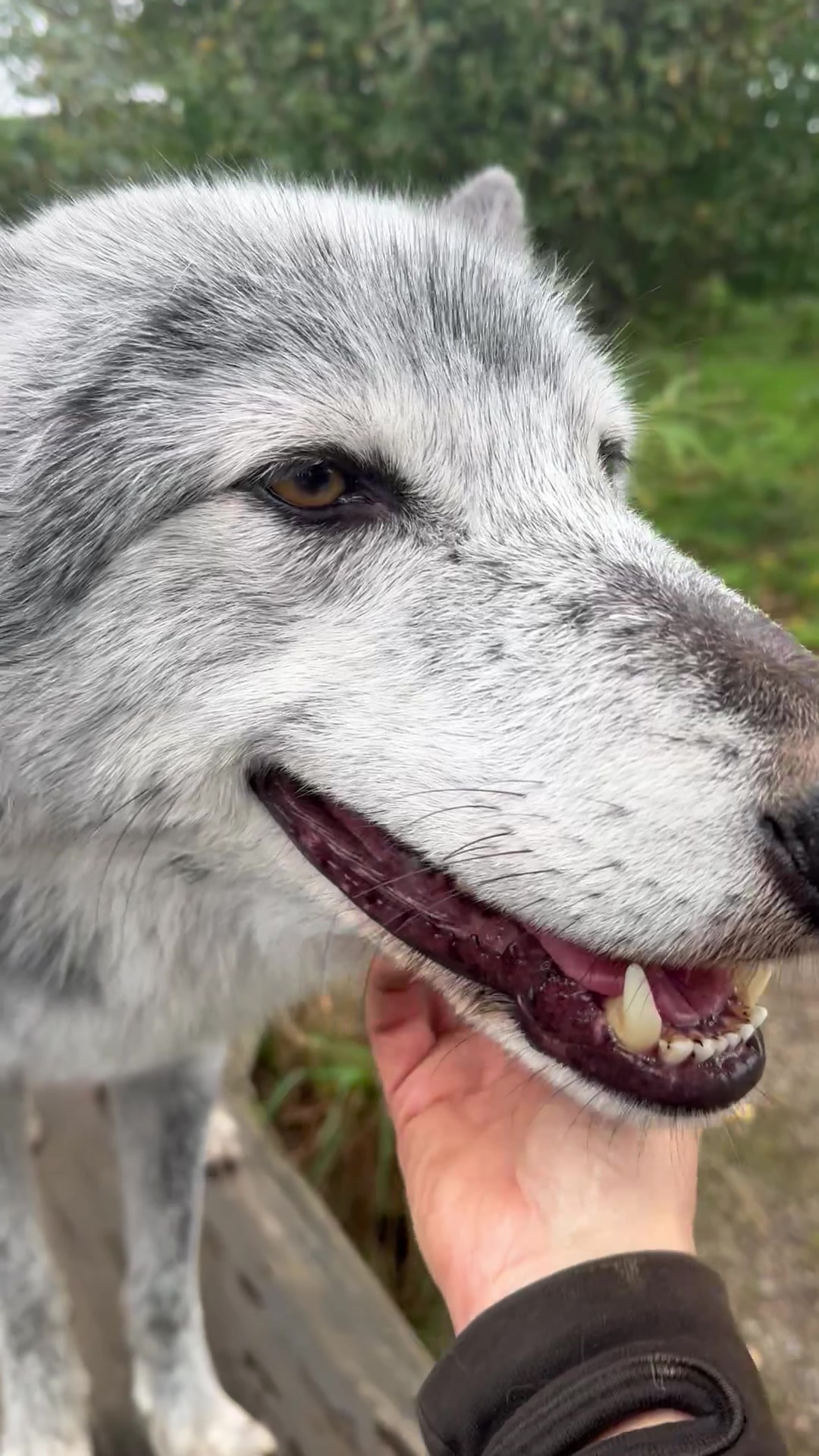 @Wolves of the Lakes