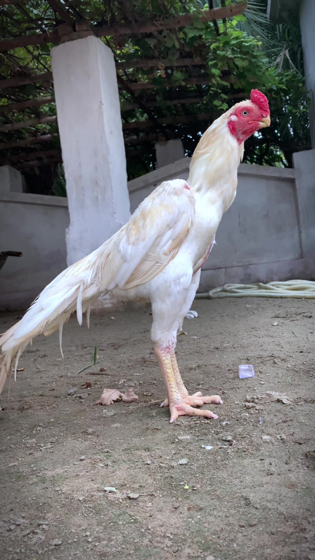 @Birds_Goat