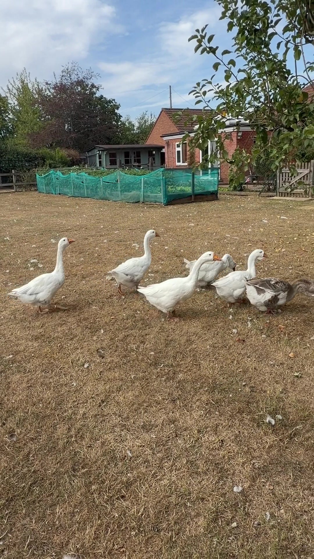 @Willsbirdsanddogs
