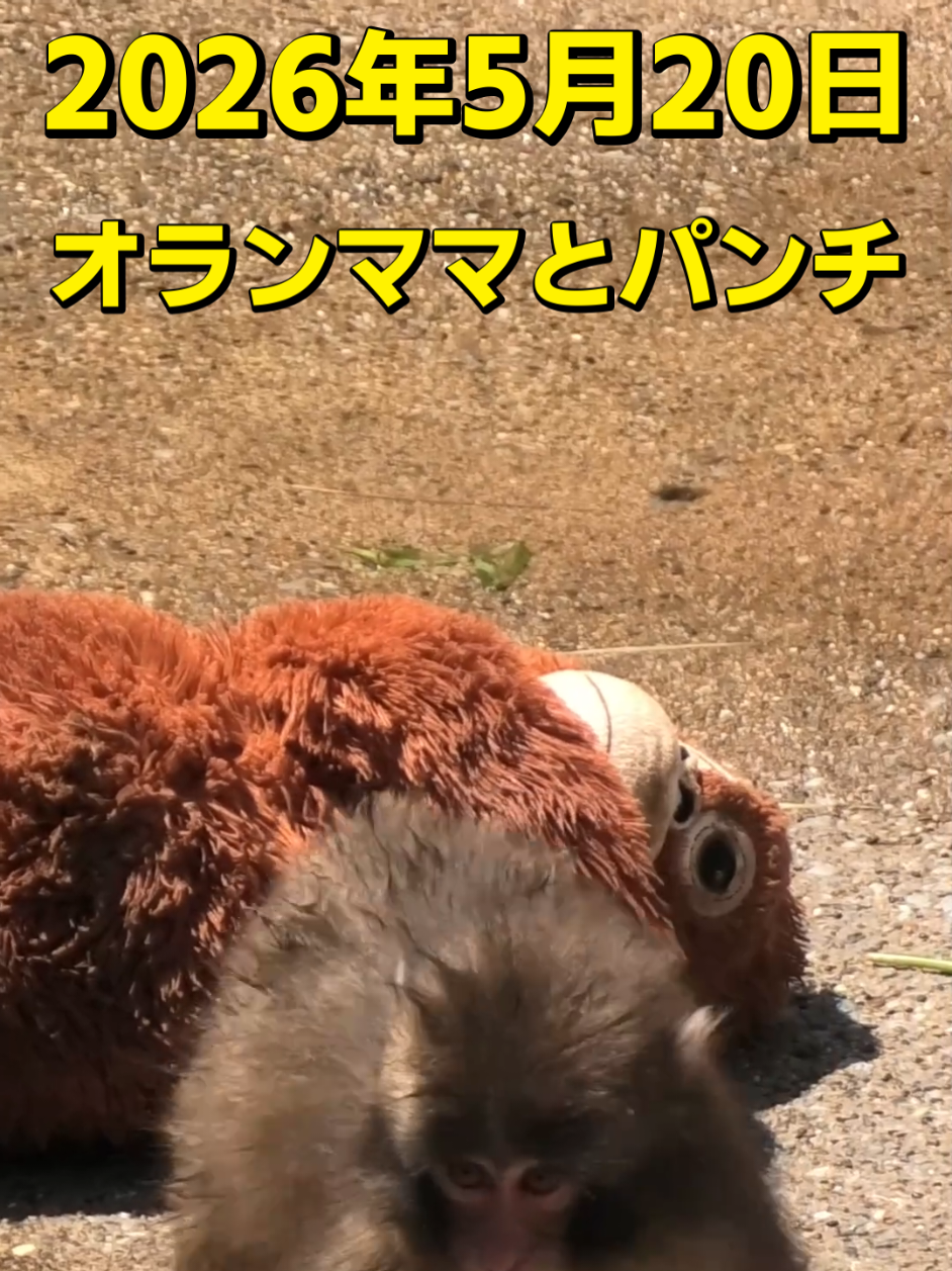 @Punch's Growth Diary