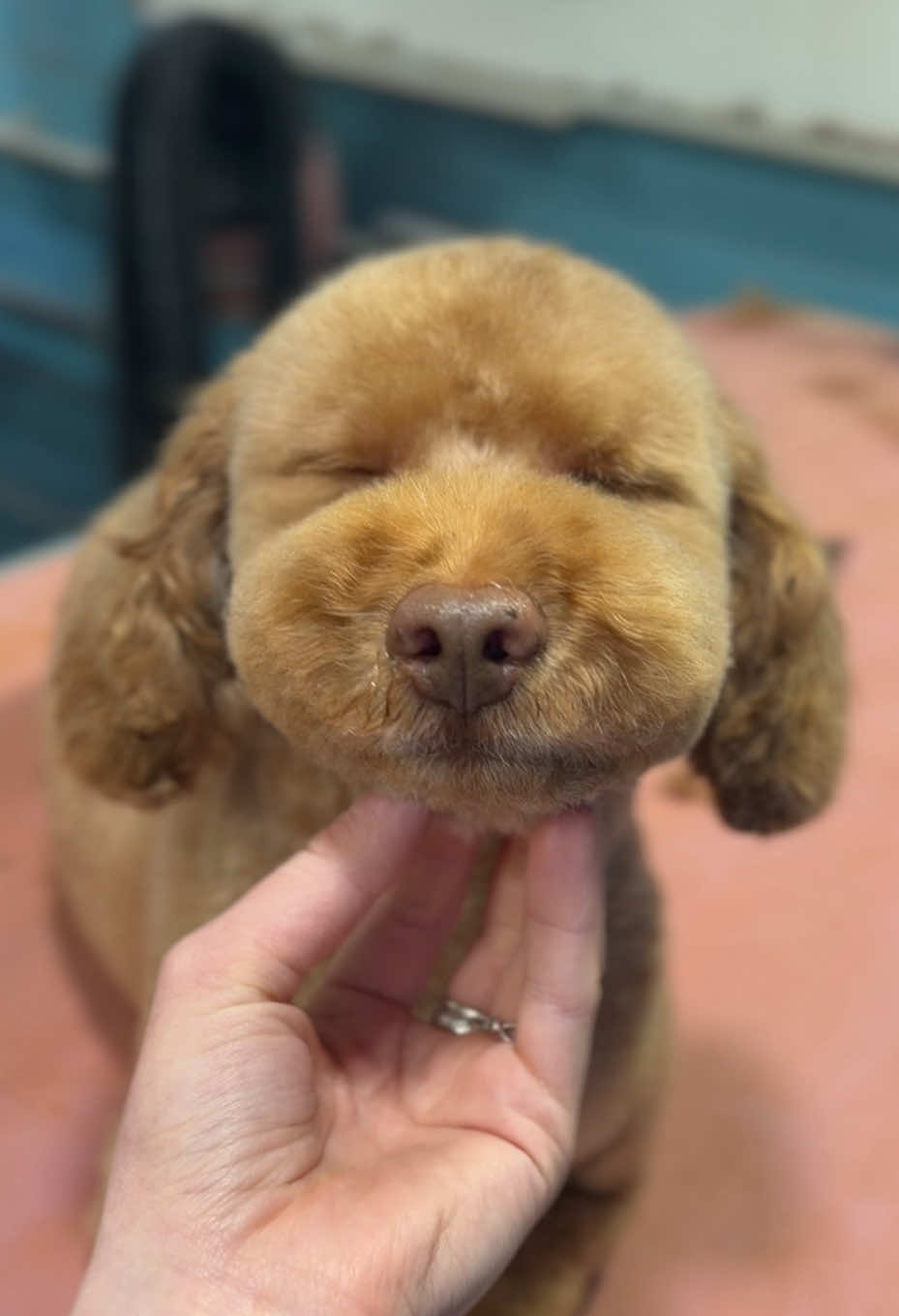 @hollyshoundsgrooming