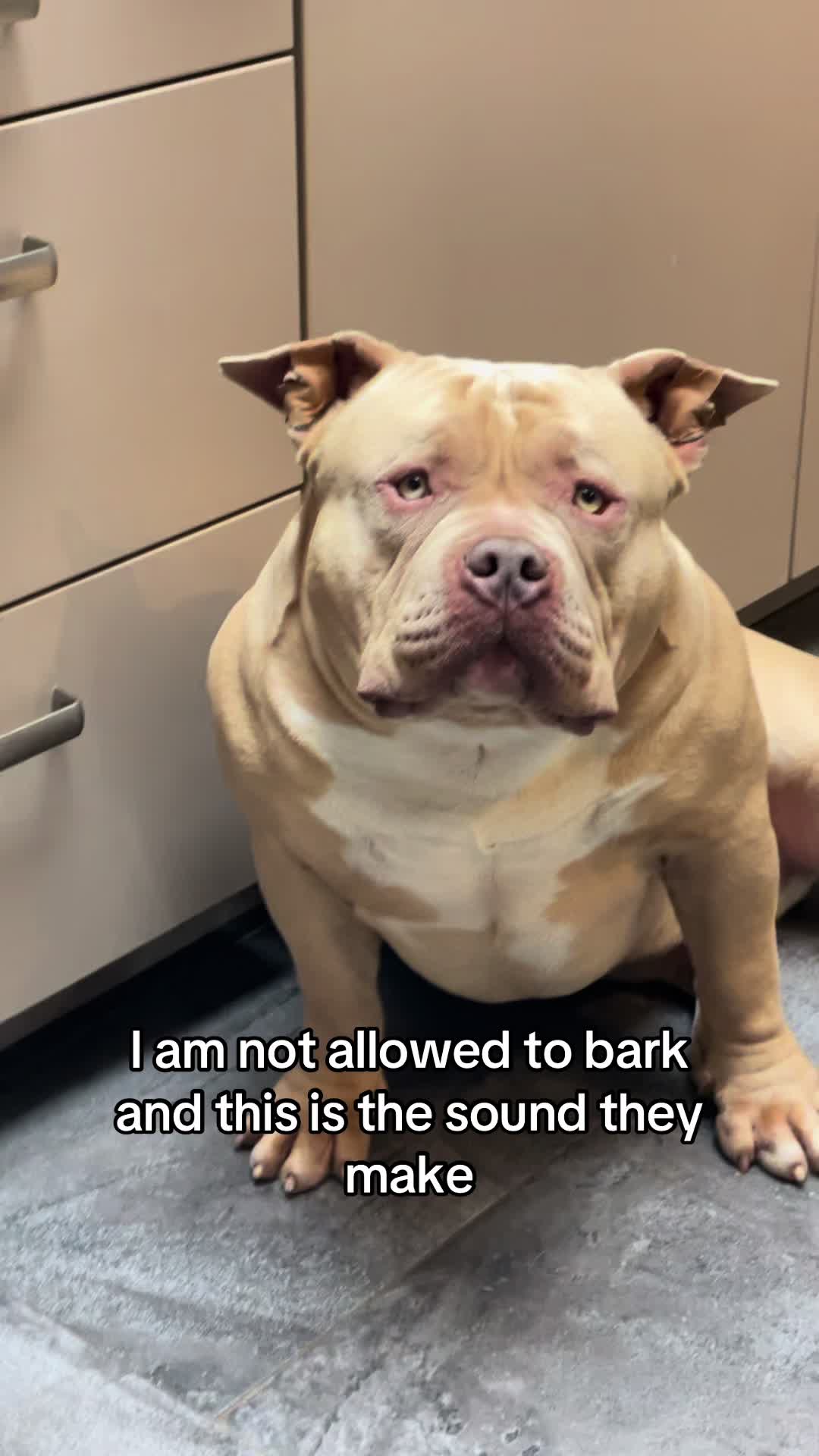@bigdutchbullykennel