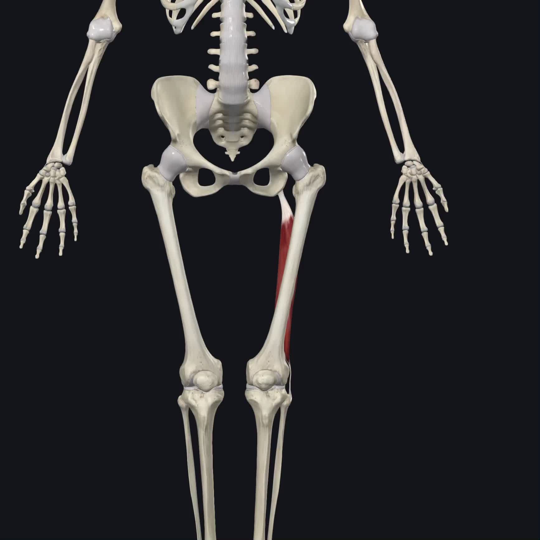 @Pasi&oacute;n por la Anatom&iacute;a