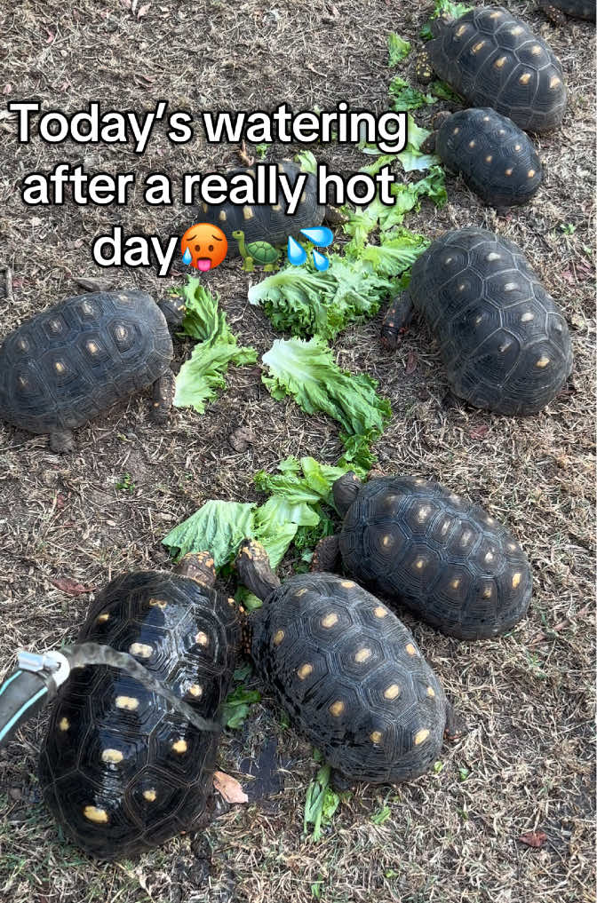 @tortoises sxm🐢