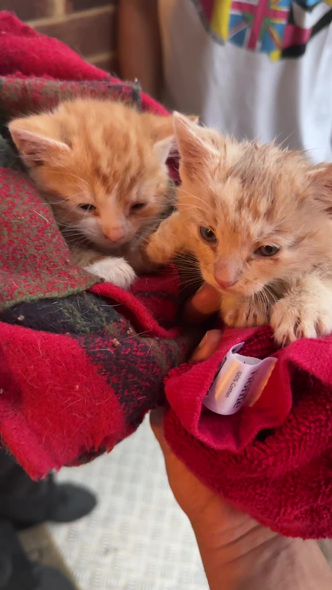@Miracle Kittens