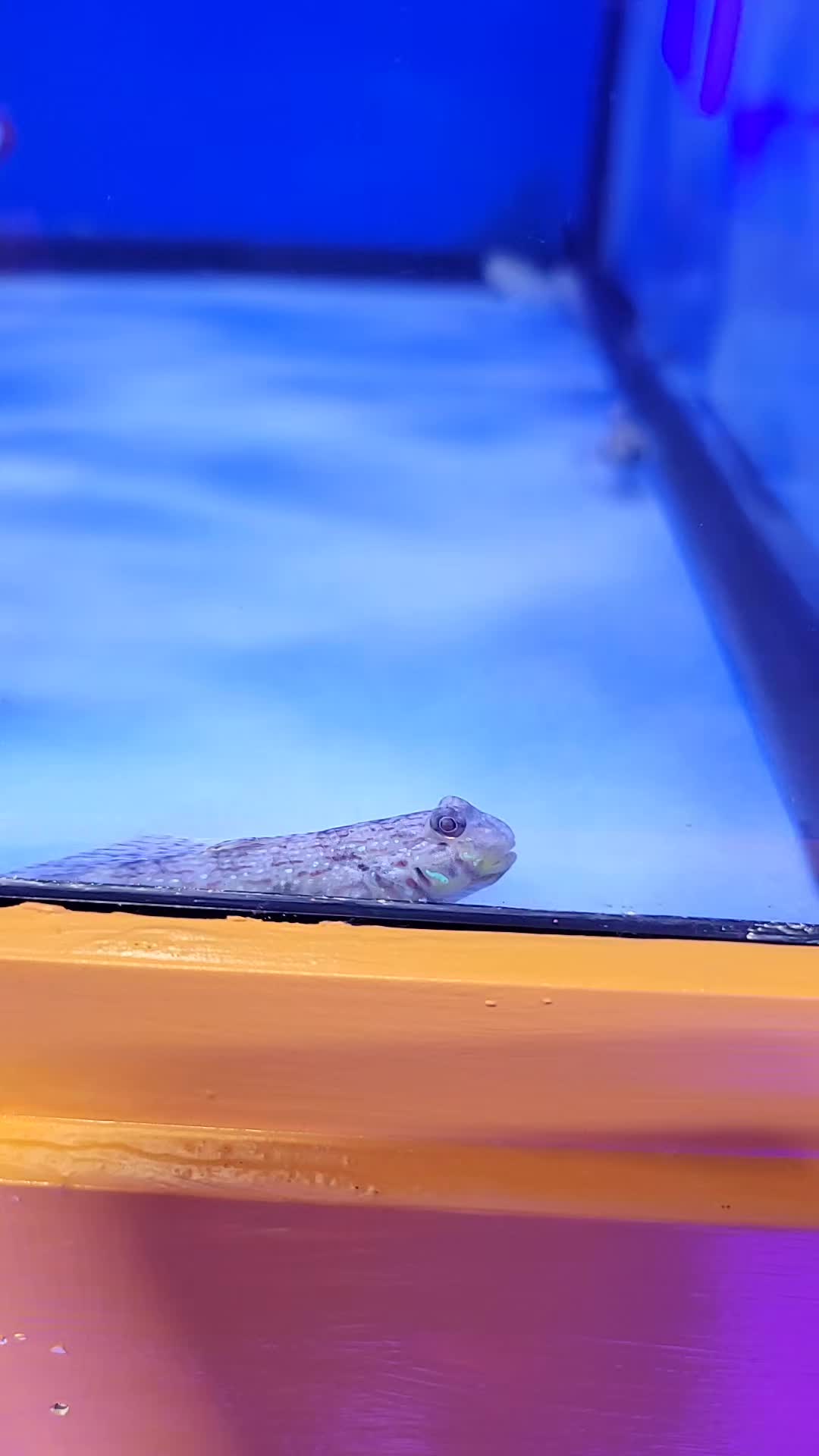 @Darusticsaltwateradventures