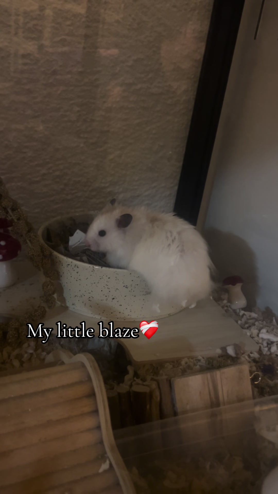 @Blaze🫶🏻