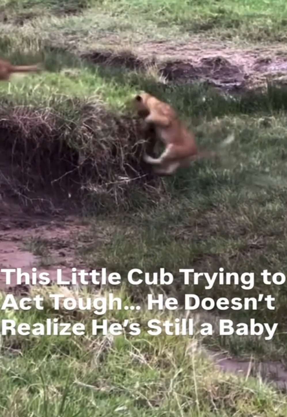 @KJ@LoveAnimalsEpicNature