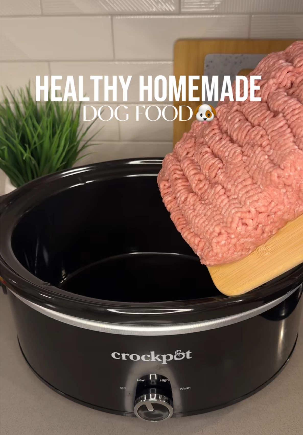 @Daily Dog Bites