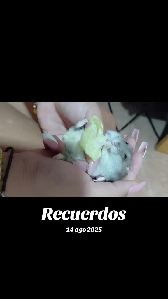 @princesa manchis
