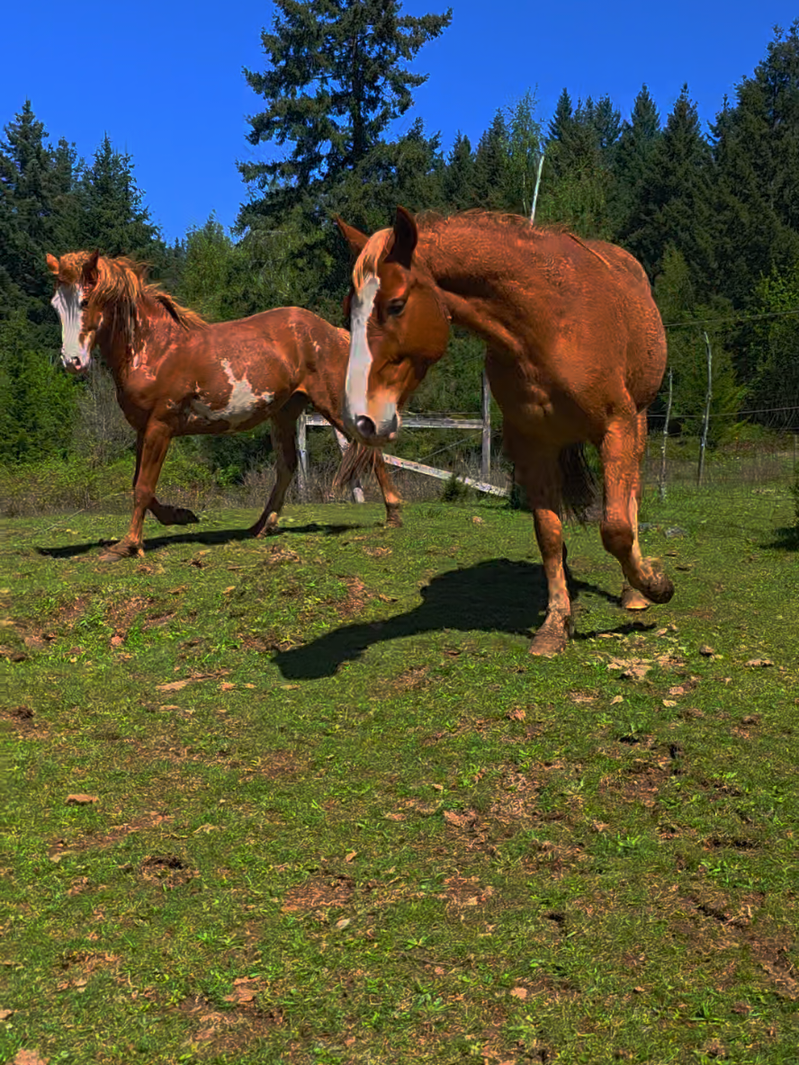 @Xander Bruno Freya Koa & Theo