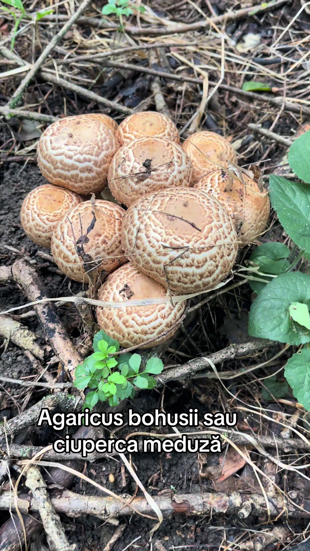 @Gabriel Avramovici