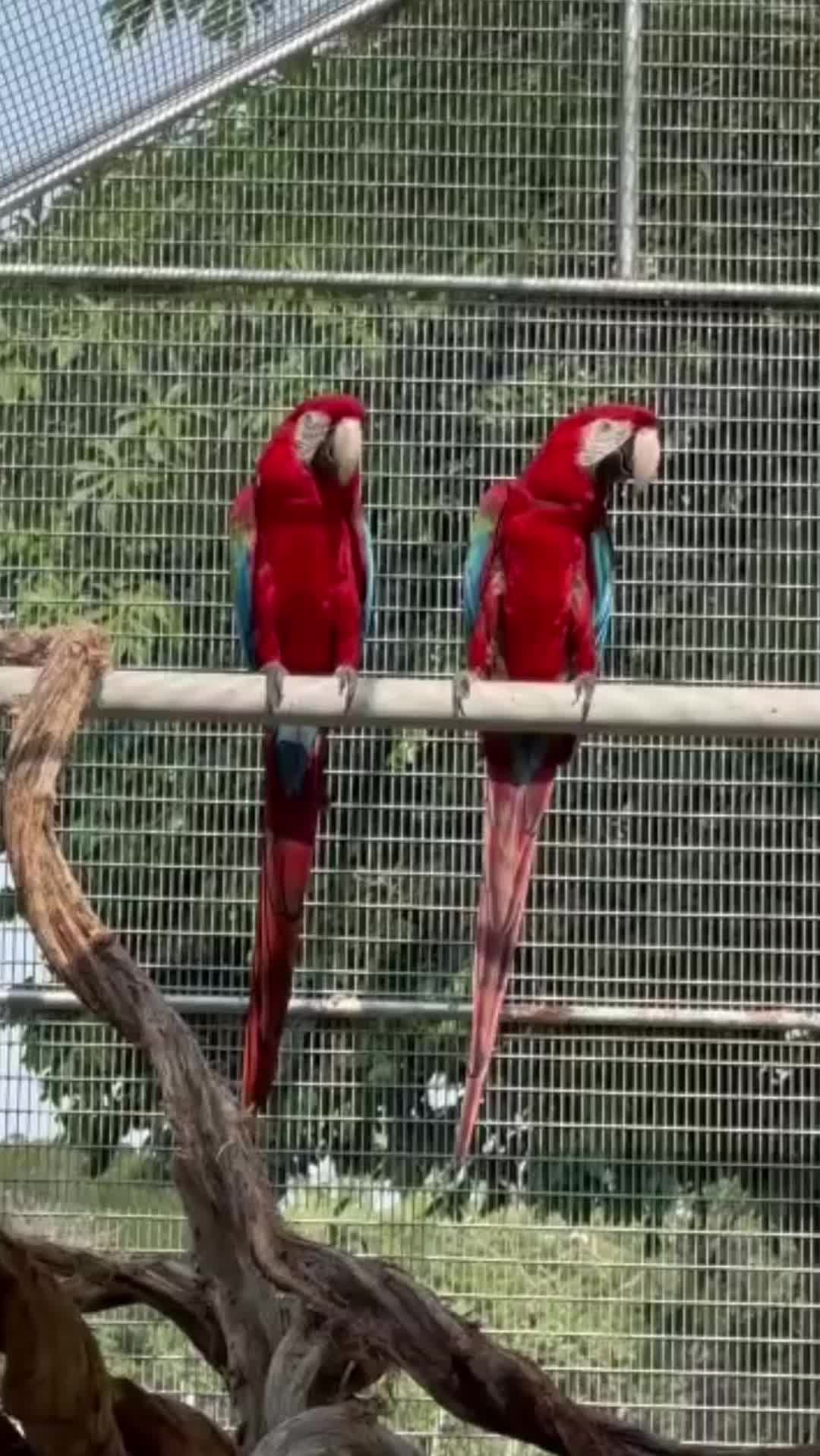 @WelovepetsbyPamornchaiSupply