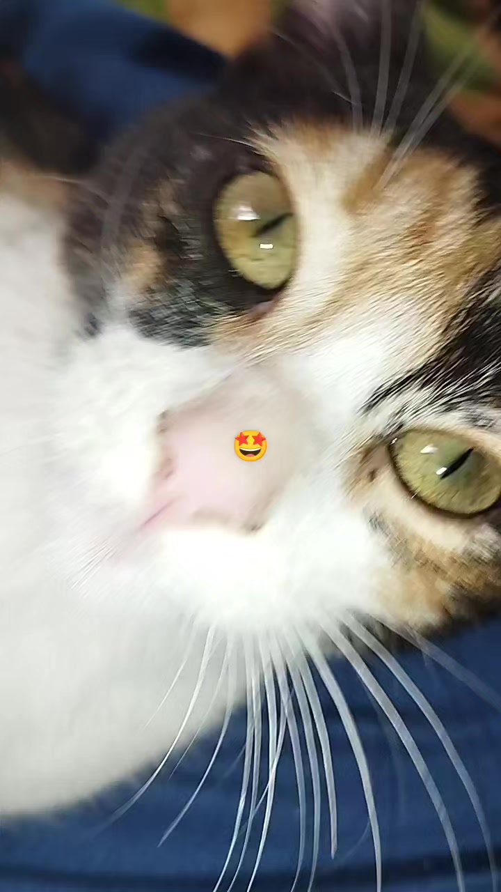 @๐ฉท๐๐๐ฃ๐๐ฉต