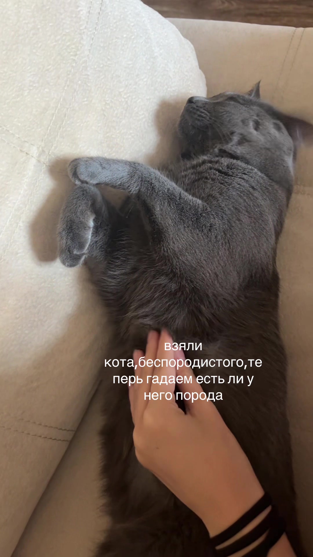 @сига