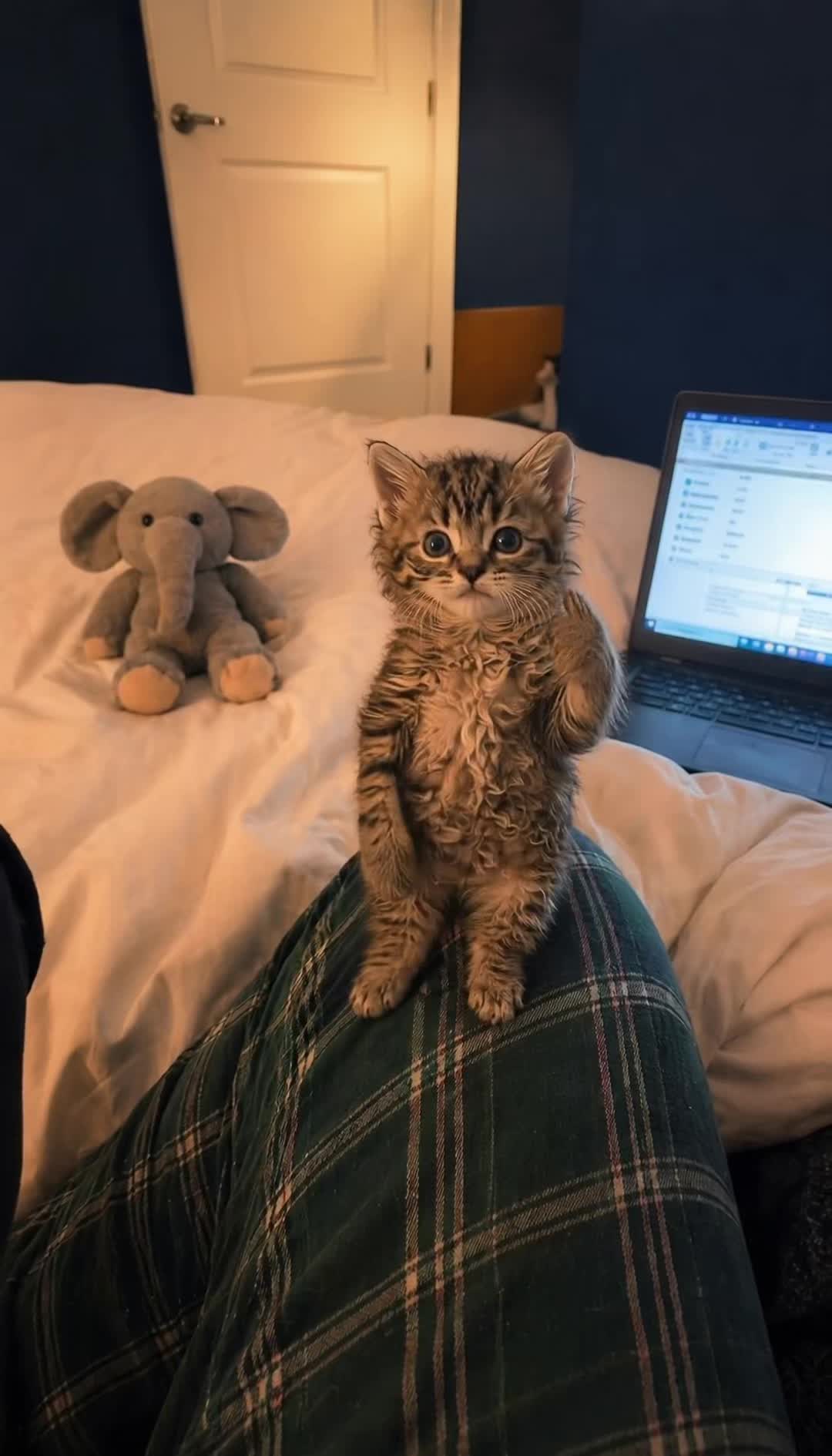 @meowmotion
