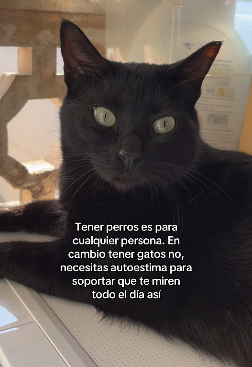 @BlackCatsMatter