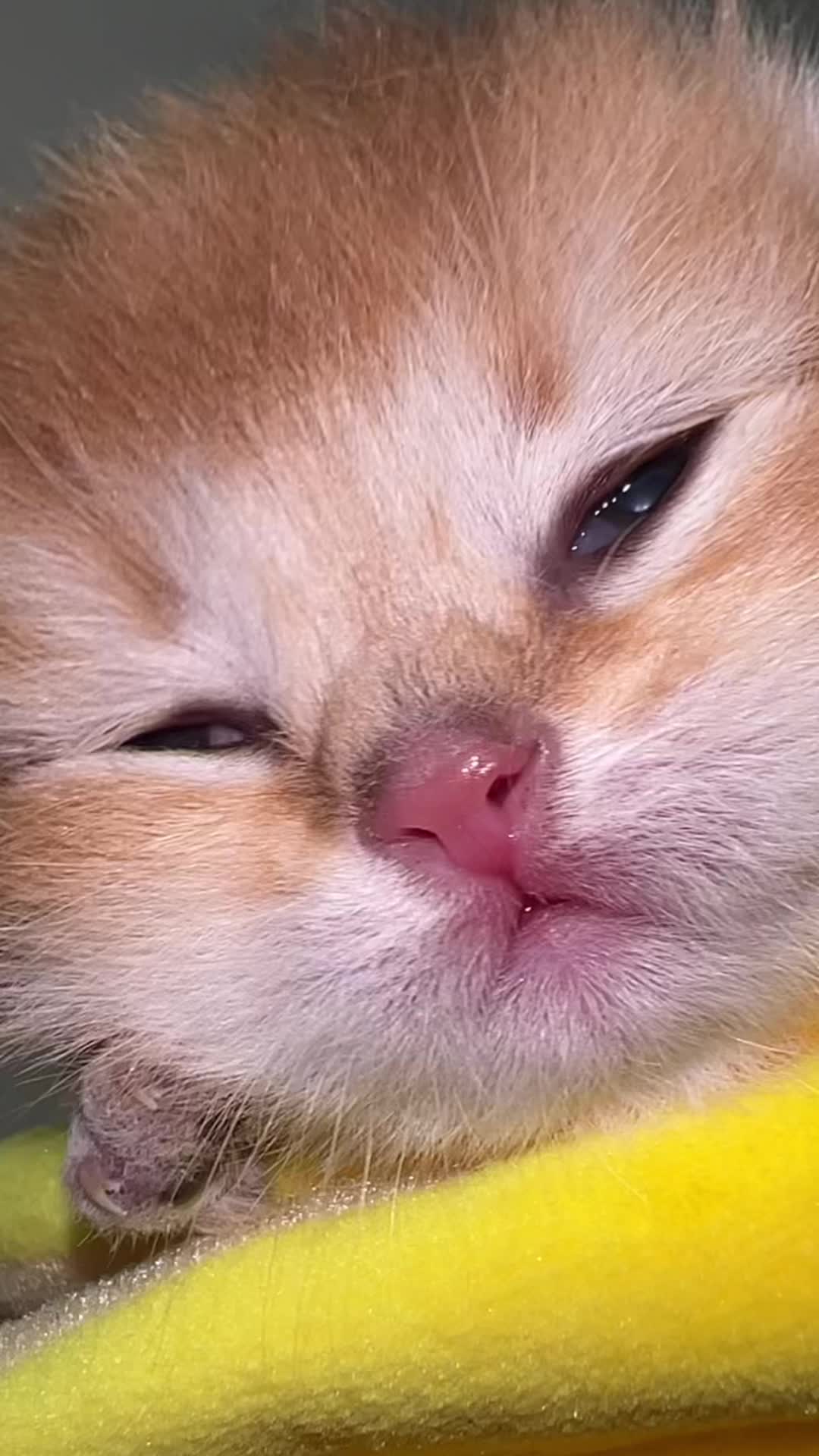 @Soothing Cats😻